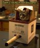funny-pictures-cat-has-big-guns.jpg