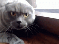 1DD54086-AC75-4DB4-B0C8-9999F91040DD.gif