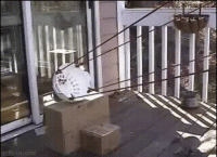 1589036296889.gif