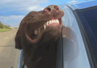 1xP5O0vP8S3X908OV9.gif