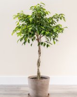 Ficus-Benjamian-Braided-Large.jpg