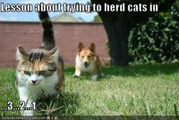 cat-herding.jpg