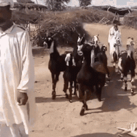 C170CCAD-E372-453E-AE27-0D0E04803FDF.gif