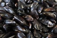 Mussels.jpg