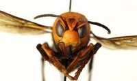 Asian-Giant-Hornet-777x462.jpg