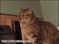 1602903186834.gif