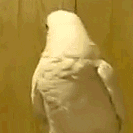 1602966336607.gif
