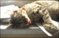 Sleeping-cat-tongue.gif