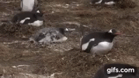 tenor (1)(1).gif