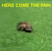tenor.gif