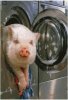 washing_the_pig.jpg