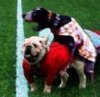 uga.jpg