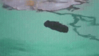 9166536F-B68C-41EE-A869-EA1946E82181.gif