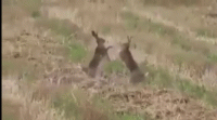 tenor.gif