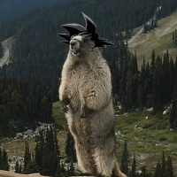 1608387744261.gif