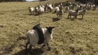 1609786558648.gif