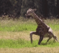 1609981343421.gif