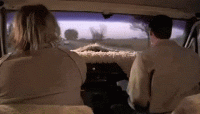 VagueForsakenAllensbigearedbat-small.gif