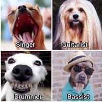 Band of dogs.jpg