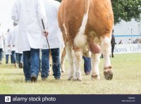 bull-with-large-testicles-being-led-into-show-ring-uk-T08MAR.jpg