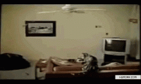 cat-jumps-into-fan-fail.gif