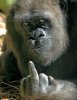 i-like-this-gorilla.jpg