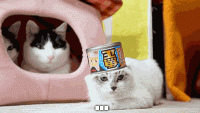 giphy.gif