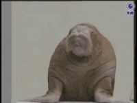 tenor-42.gif