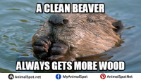 Beaver-Meme.png
