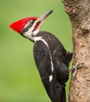 Pileated woodpecker.jpg