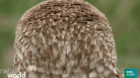 EB9FE5B2-6586-46CD-B674-B826C183F876.gif