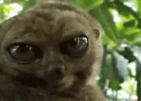 1613197563432.gif