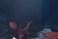 918F43C2-A855-4D81-A7ED-8946D1873C81.gif