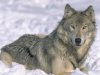 7art_Angry_Wolves_ScreenSaver-screenshot.jpg