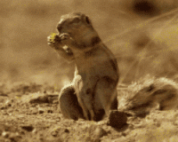 giphy (4).gif