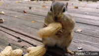 giphy (25).gif