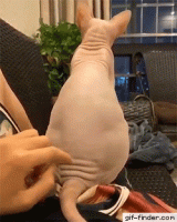 Petting-a-Sphinx-cat.gif