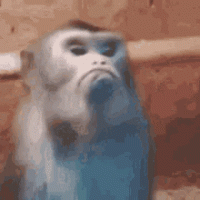 tenor (15).gif