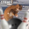 Bowling Cat - Strike.jpg