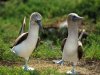 Blue_footed_Booby_Wallpaper_ila8k.jpg