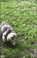 Mom-carries-baby-opossums-posse.gif