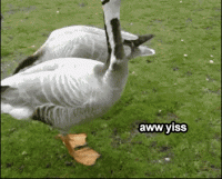 1620770466238.gif
