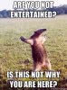 anteater.jpg