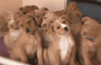 funny-gif-dogs-staring.gif