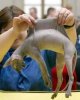 hairless-cat-njkn4w.jpg