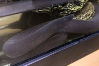caecilian-51.jpg