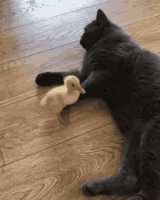 tenor (2).gif