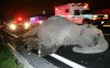Dead-Elephant_997500c.jpg