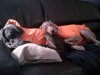 Sleepydogs.jpg