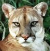 cougarface.jpg
